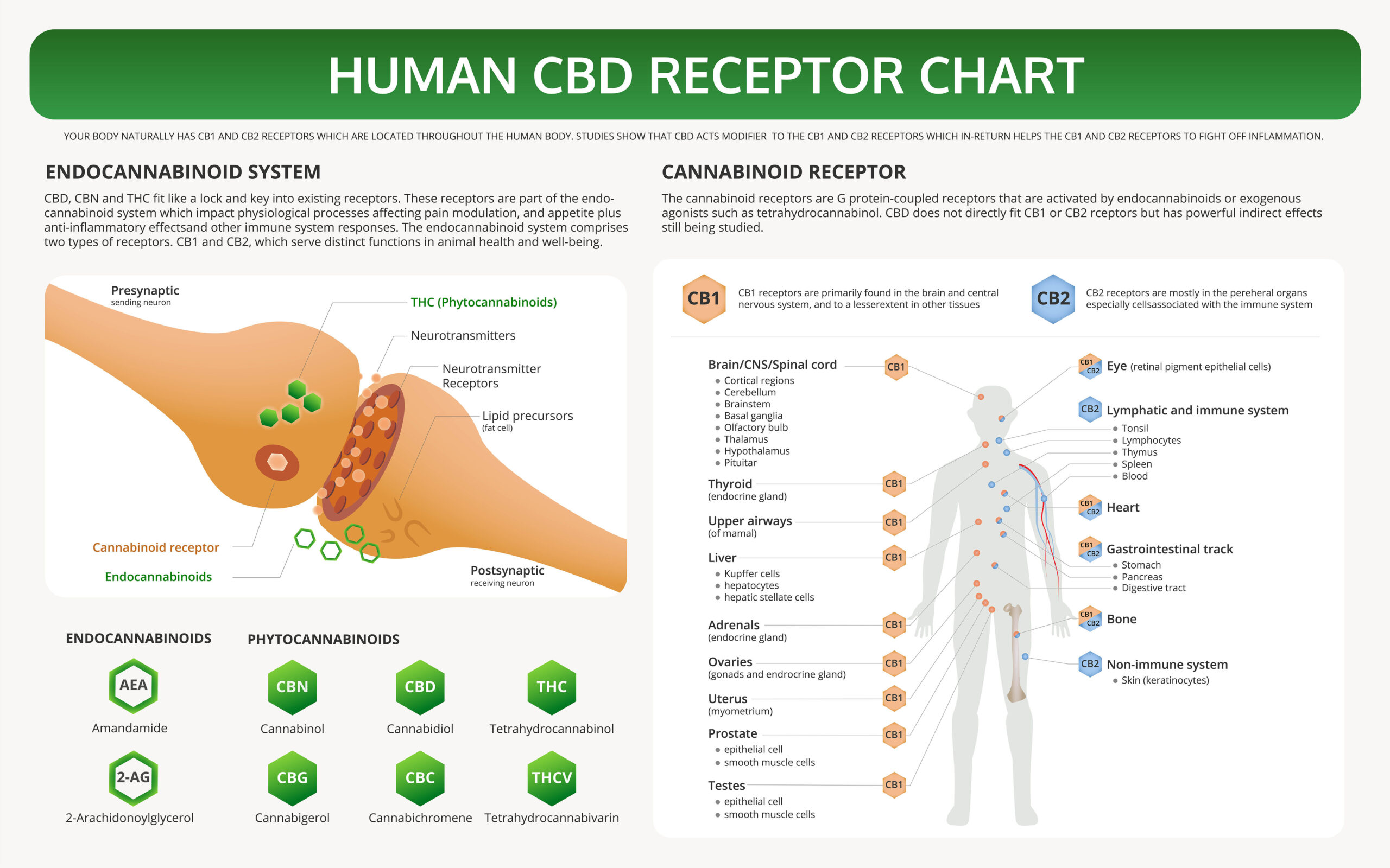 Human CBD Receptor Chart horizontal textbook infographic