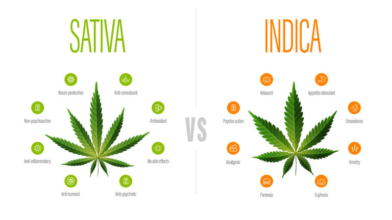 white information poster with difference of indica and sativa